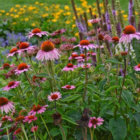 echinacea purpurea 6 - echinacea