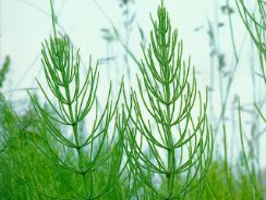 equisetum-arvense-coada-calului