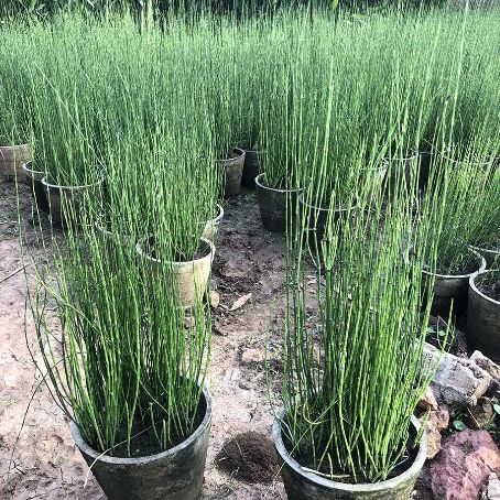 equisetum arvense 2 - coada calului