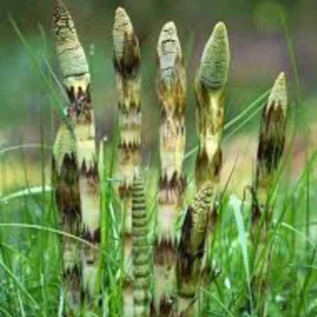 equisetum arvense 1 - coada calului
