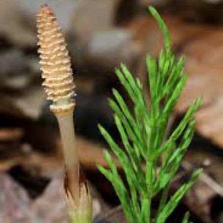 equisetum arvense 3 - coada calului