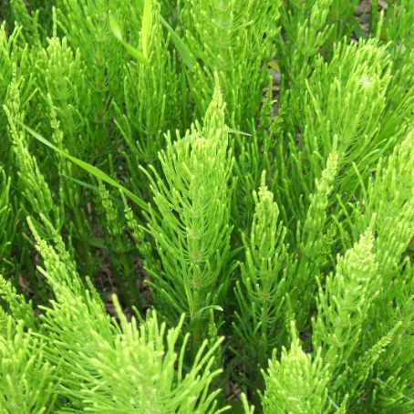equisetum arvense 4 - coada calului