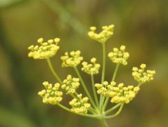foeniculum-vulgare-fenicul