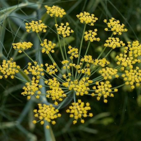 foeniculum vulgare 3 - fenicul