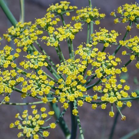 foeniculum vulgare 4 - fenicul