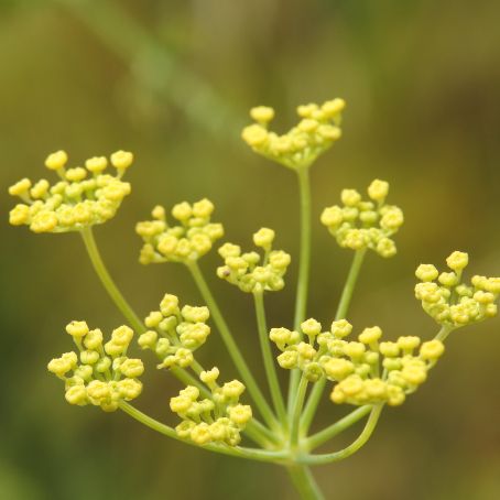 foeniculum vulgare 6 - fenicul