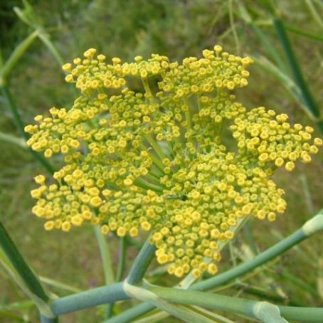 foeniculum vulgare 2 - fenicul