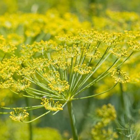 foeniculum vulgare 5 - fenicul