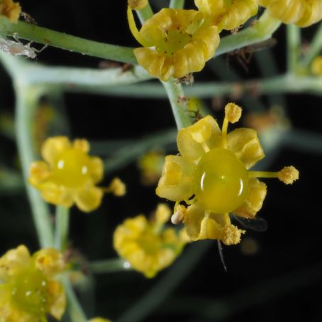 foeniculum vulgare 1 - fenicul