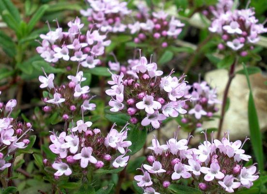 thymus-serpillum-cimbrisorul-de-camp