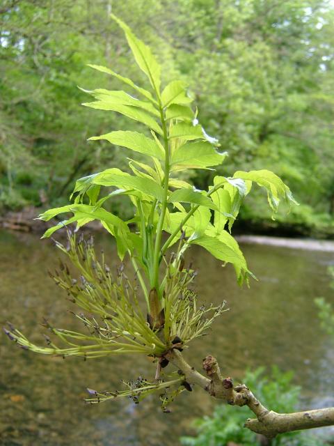fraxinus-excelsior-frasinul