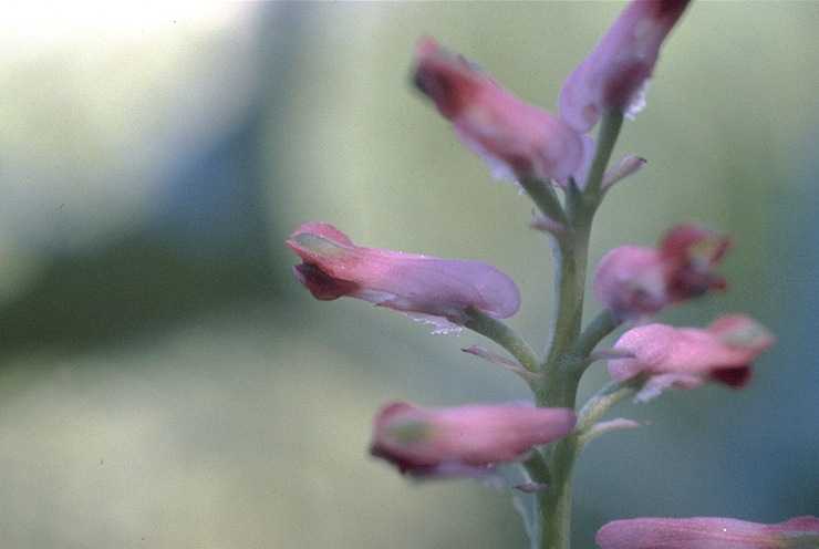 fumaria-officinalis-fumarita