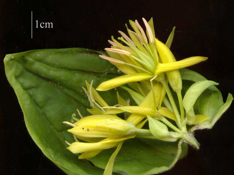 gentiana-lutea-ghintura