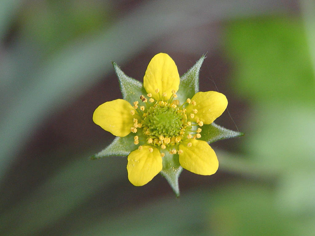 geum-urbanum-cerentelul