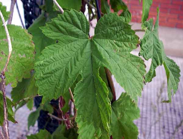 humulus-lupulus-hamei