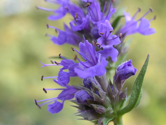 hysopus-officinalis-isopul