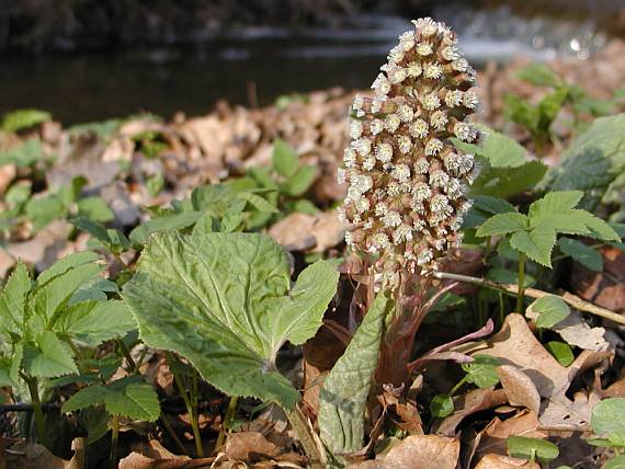 petasites-officinalis-captalan