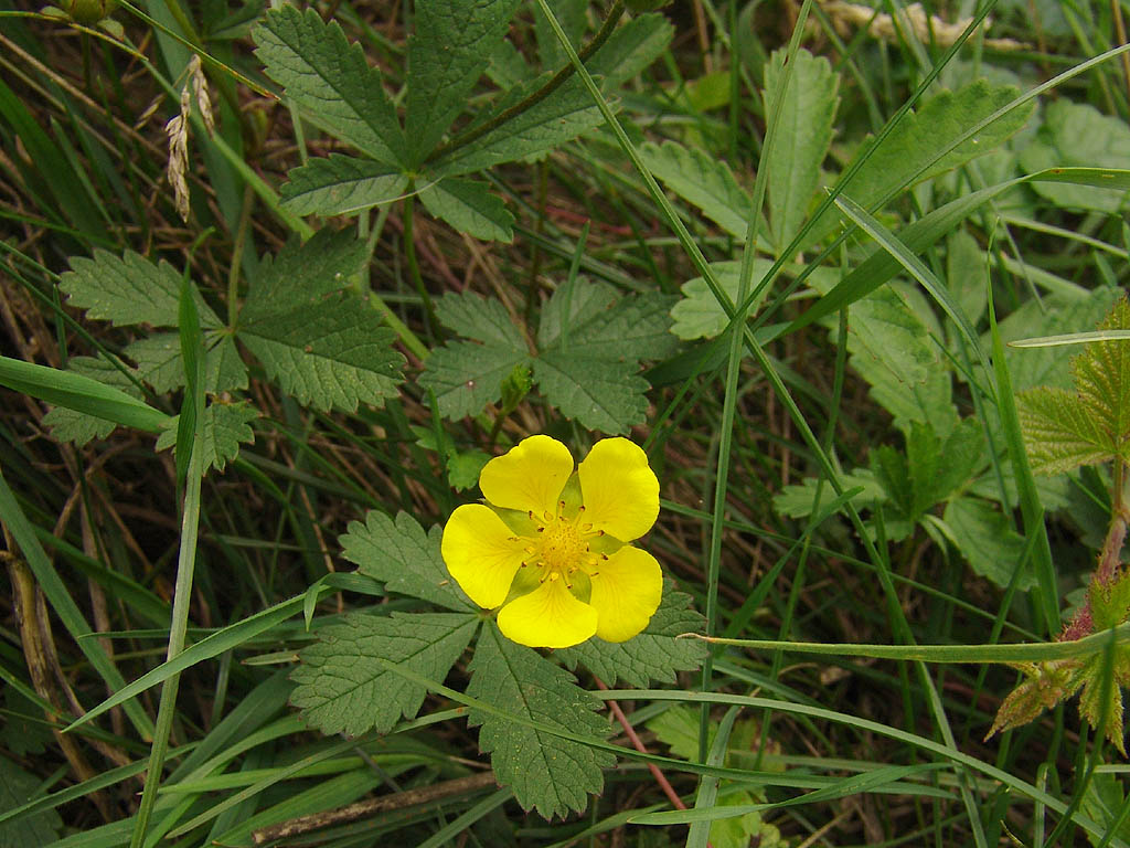 potentilla-reptans-cinci-degete