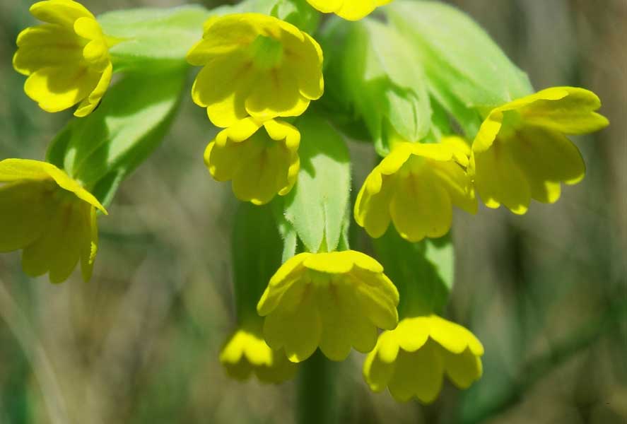 primula-officinalis-ciubotica-cucului