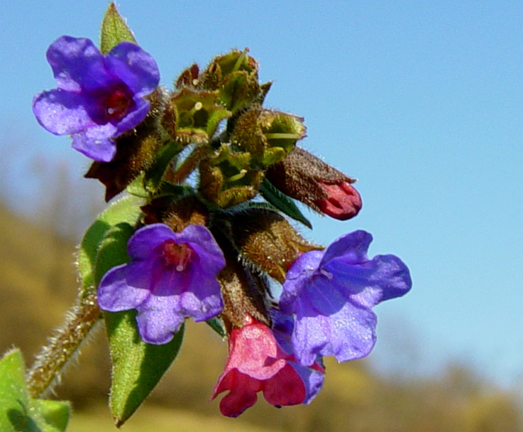 pulmonaria-officinalis-cuscrisor