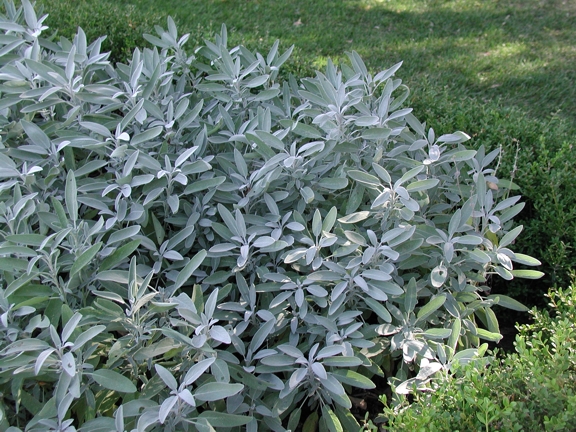 salvia-officinalis-salvia