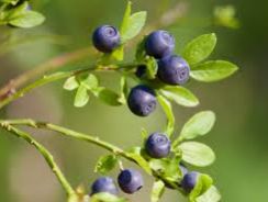vaccinium-myrtillus-afinul