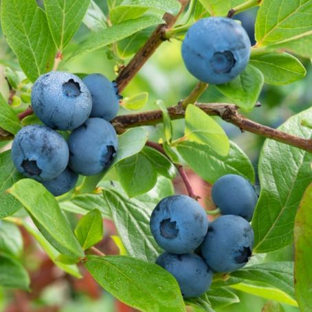 vaccinium myrtillus 2 - afinul